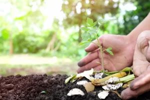 Mão plantando muda.